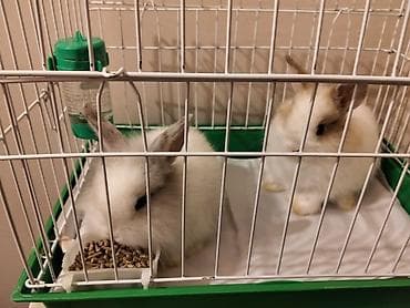 dovşan yemi: Ev dovşanları – 2 ədəd miniatür, tüklü qulaqcıqlar - Rənglər: biri tam — 2