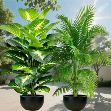 dekarativ guller: 🌸 İstədiyiniz dibçəyi, istədiyiniz ölçüdə yığırıq! 🏡 Evlər, ofislər — 3