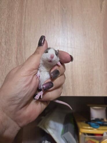 gəmiricilər: Декоративные крысята, мальчики и девочки. 25 дней. Цена 40-50м. По — 4