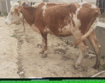 smental inekler: Simentaldan dönme inek Saxlanmali damazligdi Qiymeti 850 manat — 4