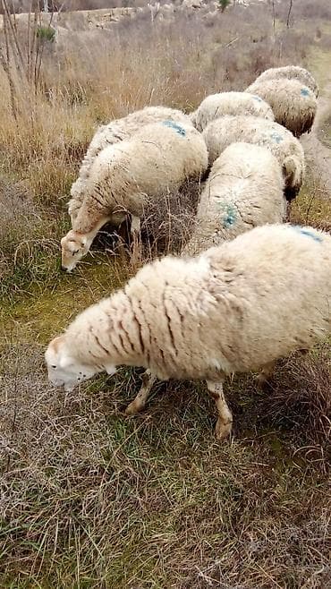 Boğaz qoyunlar heyvanlar şüvelandadi Təsvir: - Şəkillərdə təbii