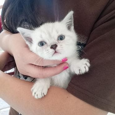 pişim: Britan — 6