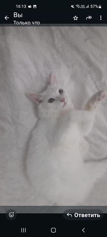 Gəmiricilər: Yaxşı əllərə — 1