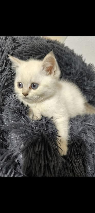 siyan pişiyi: Britan — 3