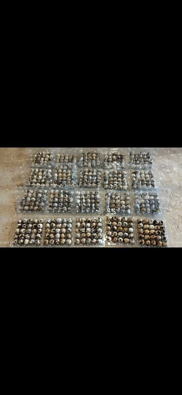 keci pendiri qiymeti: Bıldırcın yumurtaları - Təzə toplanmış, xırda ölçülü, xallı qabıqlı — 2