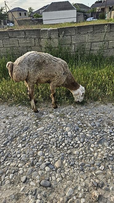 cin bıldırcını: Qoyun – qurbanliq - Cins: beyleqan - Cinsiyyət: Erkək - Rəng — 2