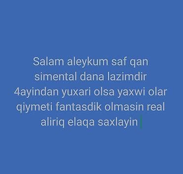 tap az keciler: Salam aleykum saf qan simental buzov ve sudden ayrilmiw dana lazimdir — 2