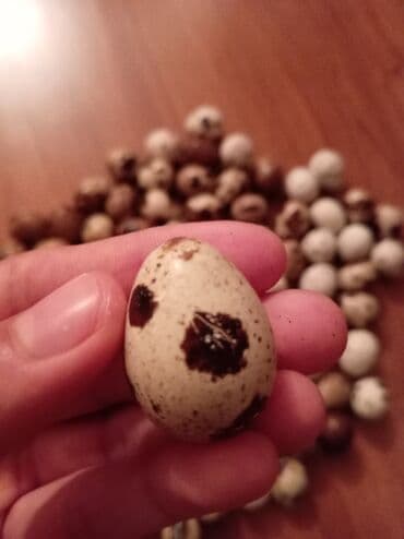 ordek yumurtasi: Bildirçin yumurtası 12 ədədi 2azn.təzə yumurtalardır və ölçüləri — 2