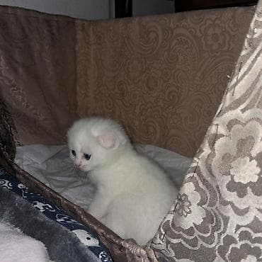 pudel ucuz: Yaxşı əllərə — 3