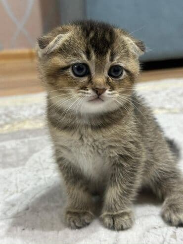 вислоухий кот цена: Шотладская вислоухая — 2