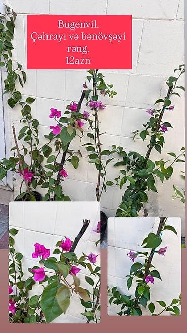 Çöl bitkiləri: Bodrum sarmaşığı bugenville. Qiymət 10-12azn. Daimi həyət, balkon — 5