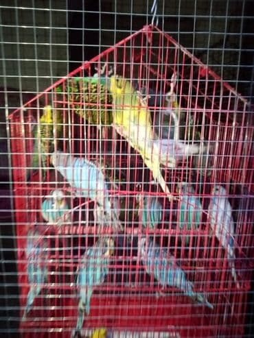 İtlər: Tutuquşları — 7