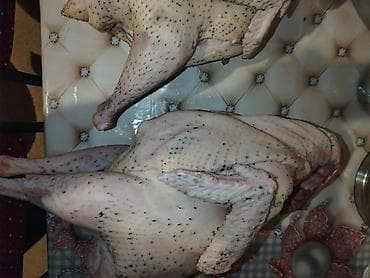 herati xoruz satisi: Dişi, Kanada, Damazlıq, Ödənişli çatdırılma — 5