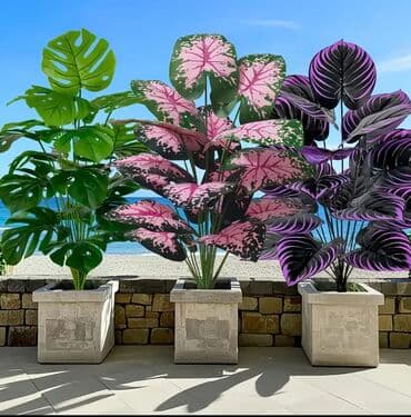 dekarativ guller: 🌸 İstədiyiniz dibçəyi, istədiyiniz ölçüdə yığırıq! 🏡 Evlər, ofislər — 20