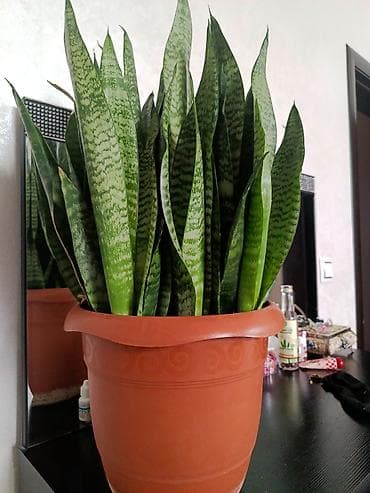 Sansevieria (Qaynana dili) – iri ölçülü, sıx koldur. - Yapraklar