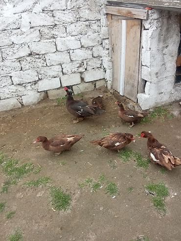 ağ ordək: 5fere bir erkey 30 fereler 50 erkey asaqi yeri var cavan ferelrdi - — 1