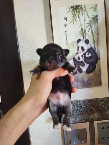 сколько стоит собака чихуахуа: Çixuahua, 1 ay, Peyvəndli — 2