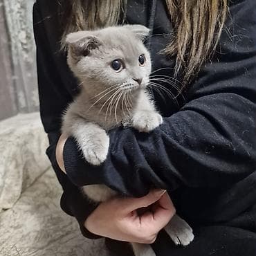 balaca cücə: Şotland — 2