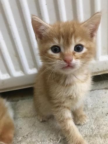 Gəmiricilər: Oynagan şirin erkek bala — 1