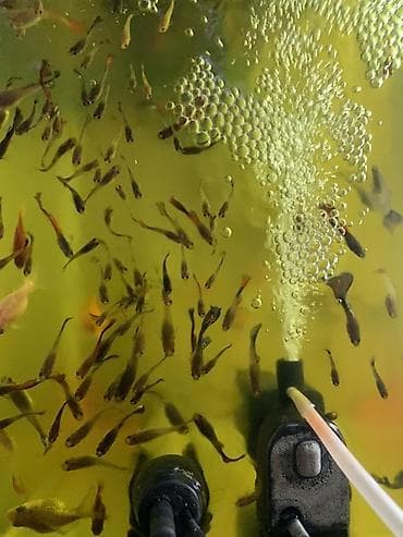 шиншилла кошка цена: Гуппи, Мирные — 1