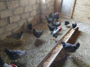 Atlar: Mayalı Xarkov yumurtdaları — 1