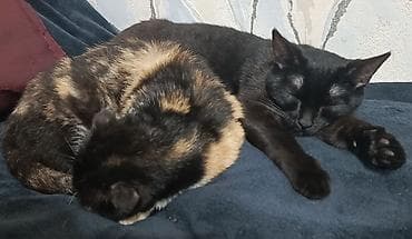 pisiyler: Şotland — 7