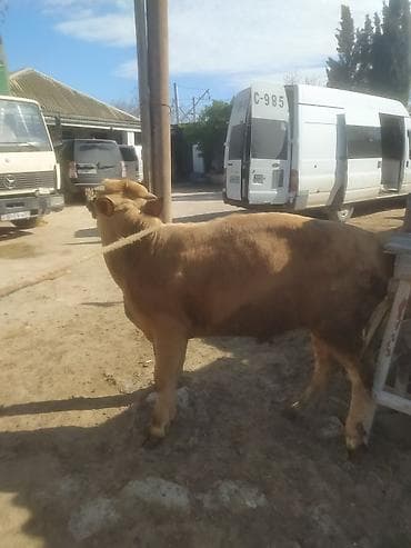 keçi: Inəklər, öküzlər — 4