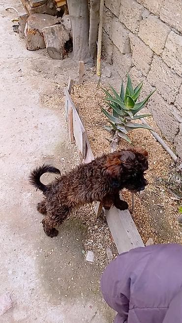 pudel satilir 2020: Pudel — 2