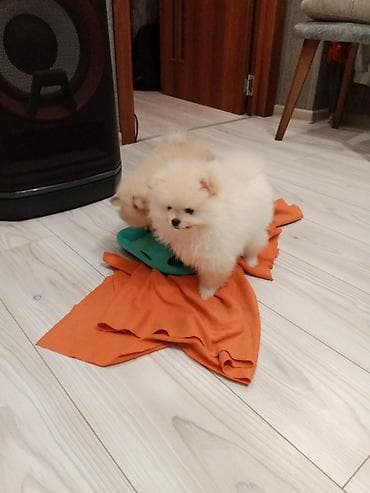 it adlari erkek: Şpitz — 1