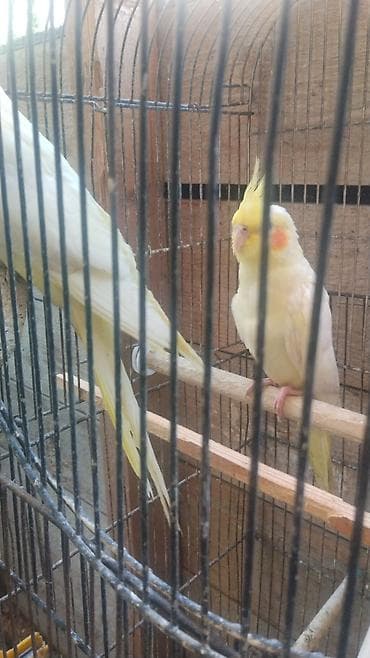 tutuquşlar: Watsap elaqe saxlayin Nimfa (Cockatiel) tutuquşuları – müxtəlif — 6