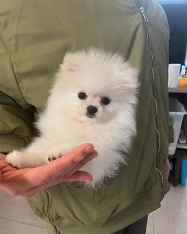 Şpitz, 2 ay, Erkek, Peyvəndli, Ödənişli çatdırılma — 5