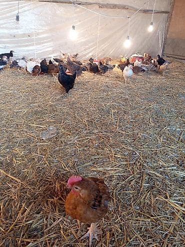 toyuq qəfəsi: Qrışmış cins qarışığı kənd toyuqları - Təsvir: Şəkillərdəki fermada — 2