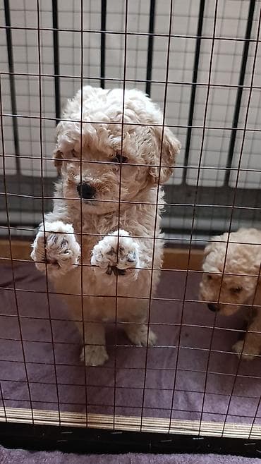 balaca pişikler: Pudel — 3