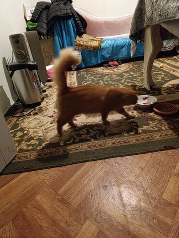 pişik latok: Narıncı tüklü pişik - Cins: ev pişiyi (narıncı/tabby rəngli) - — 5