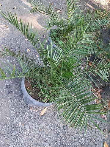 banan agaci: Məhsul: Bağ üçün dekorativ bitkilər və ağaclar Təsvir: - Everqreen — 6