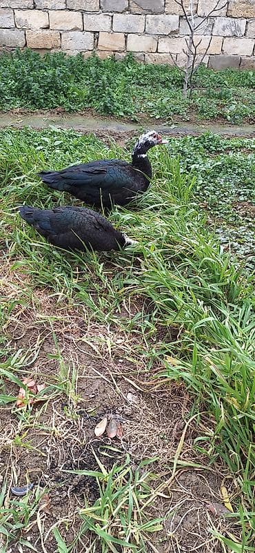 kuban ördek: 5- 6 aylıq Lal ördekler .bir fere bir xoruz çütü 65 manat — 2