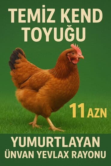 dana eti qiymeti: Yumurtlayan, təmiz kənd toyuğu. Əsasən yumurta istehsalı üçün nəzərdə — 1