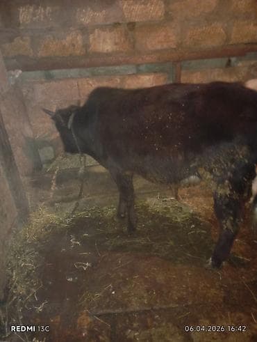 tap az xaski: Satılır: qara rəngli dana - Növ: iri buynuzlu heyvan, dana - Rəng — 3