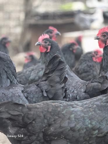 mal bazari 2020: Toyuq, Damazlıq — 8