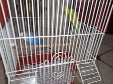 geref quşu: Cüt quşlar satılır qəfəslərlə bir yerdə ucuz qiymətə valnistiy — 9