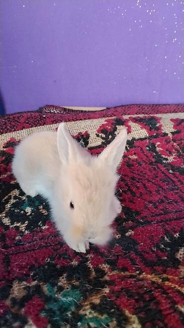 ot yonca: Miniatür dovşan balaları - Cins: ev dovşanı (minilop qulaqlı ve — 4