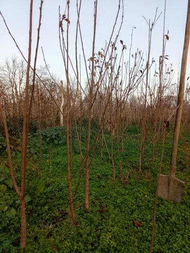 böyürtkən və moruq: Məhsul: Gilas tingləri (meyvə bağı üçün) Təsvir: qilas cirlari var — 2