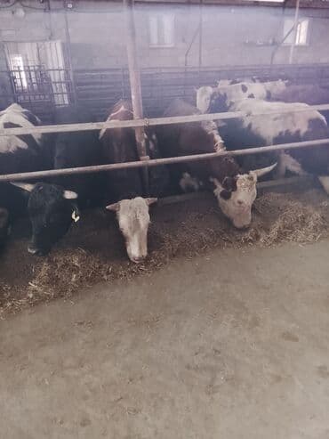 cins ineklerin satisi 2018: Hereford tipli ətlik danalar – fermadan - Şəkildəki bağlamalı fermada — 10