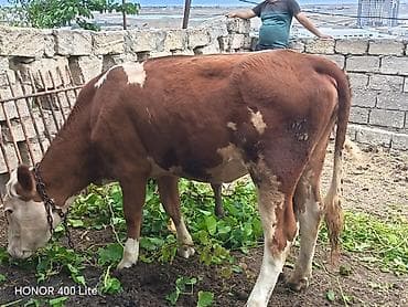 simmental: Dana, buzov, Dişi, ay: 10, Damazlıq — 3