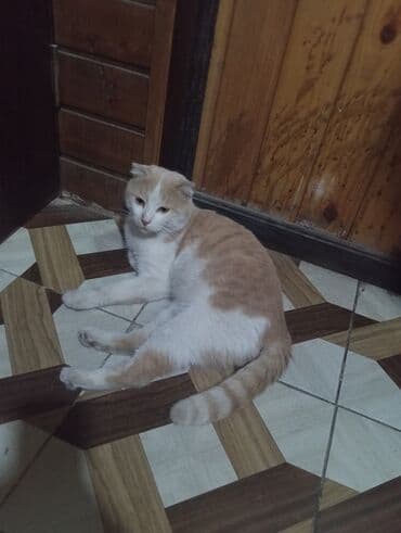 американский вислоухий кот: Шотладская вислоухая — 1