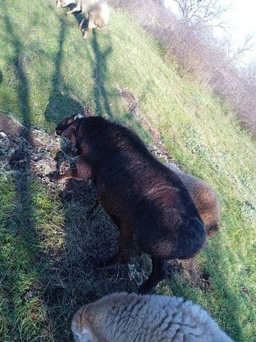 cins ineklerin qiymeti: İKİ YAŞ YARİMLİQ. Diri çəkisi 100 kq.TAM SAQLAM. QOYUN SURMEYNE SOZ — 3