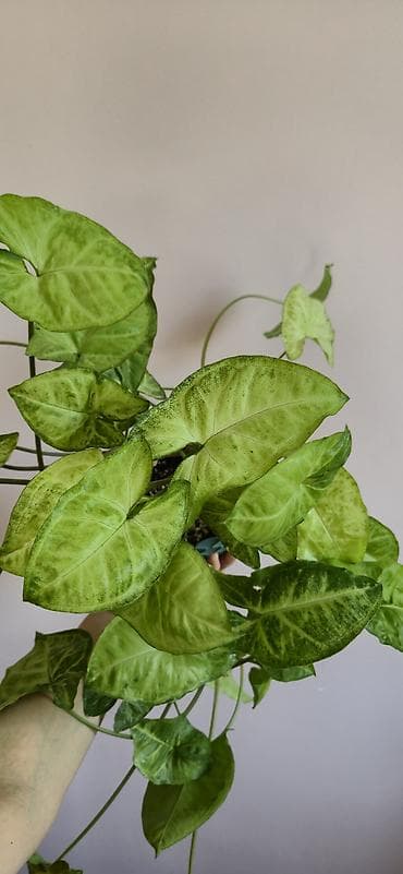 diffenbaxiya bitkisi: Syngonium. Baxımı rahat ve tez böyüyen bitki — 4