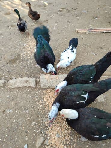 Balıq və dəniz məhsulları: Musk ördəyi – kəsilmiş və təmizlənmiş - Növ: Musk (indo) ördəyi - — 4