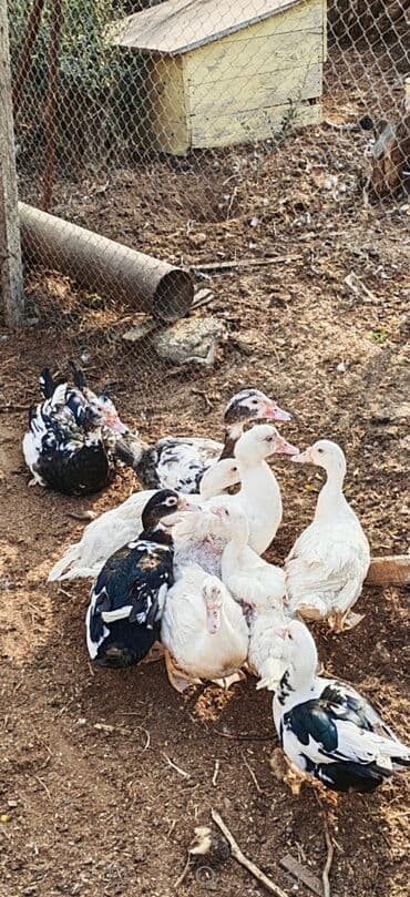 kayuqa ordek: Tecili satilir yerli ordeylerdi erkek disi qiymət 20 35 araligi 9 — 2