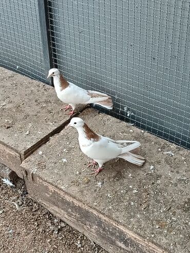 Gəmiricilər: Təmiz çılpaq hündür quşlardır — 3